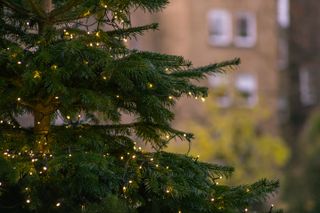 a close up of some Christmas lights on a Christmas tree