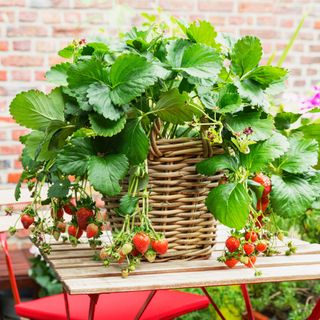 Strawberries growing in a wicker hanging basket