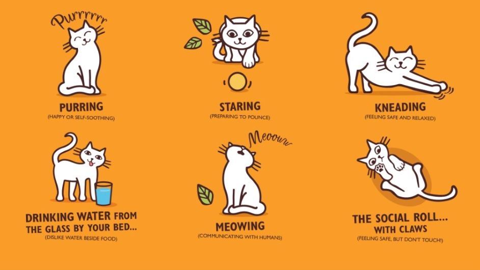 Cat behaviorist reveals top 12 cat behaviors every feline parent should