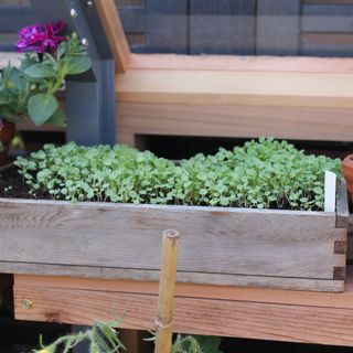 Microgreens growing in wooden crate at RHS Chelsea Flower Show