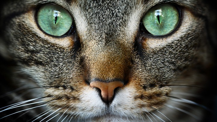 Why are my cat's eyes watering? PetsRadar