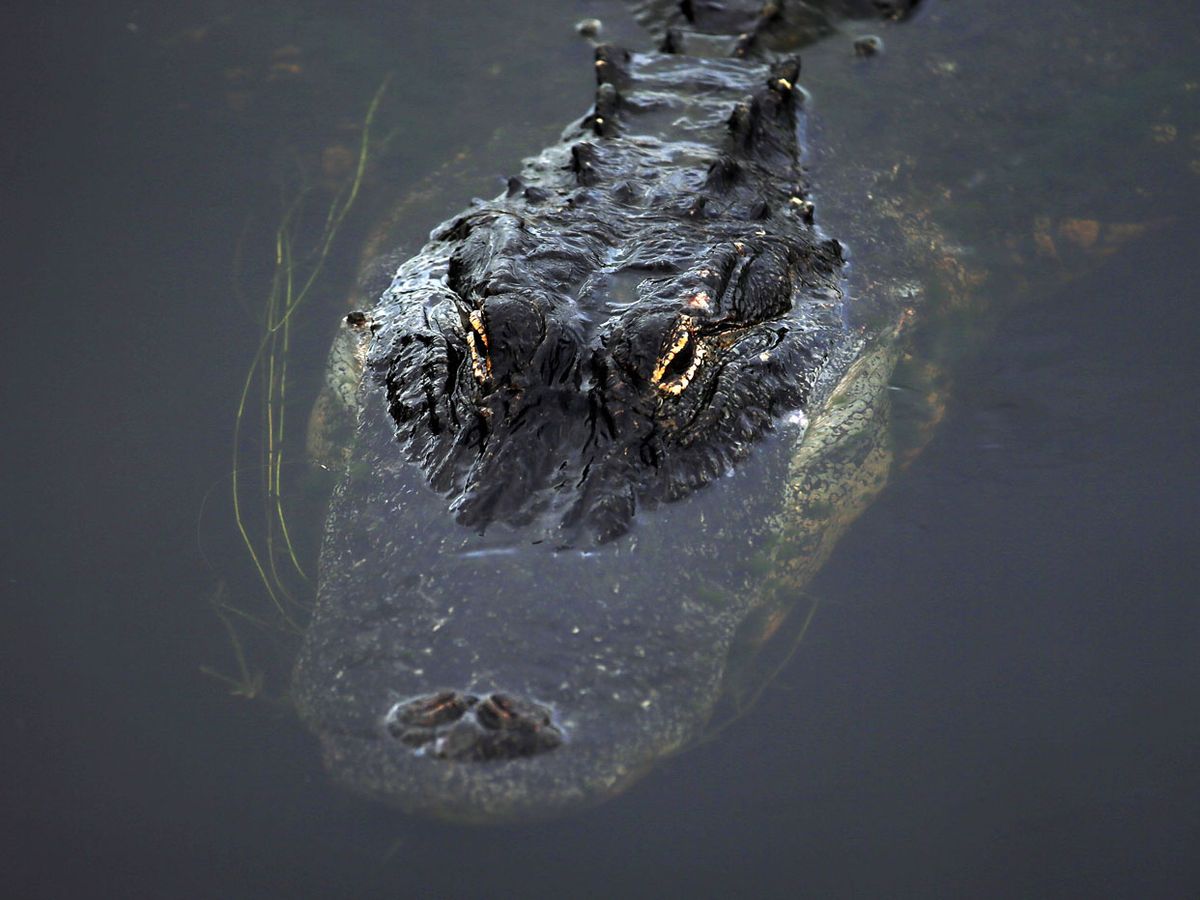 Аллигатор в воде фото Stolen alligator returned 20 years later The Week