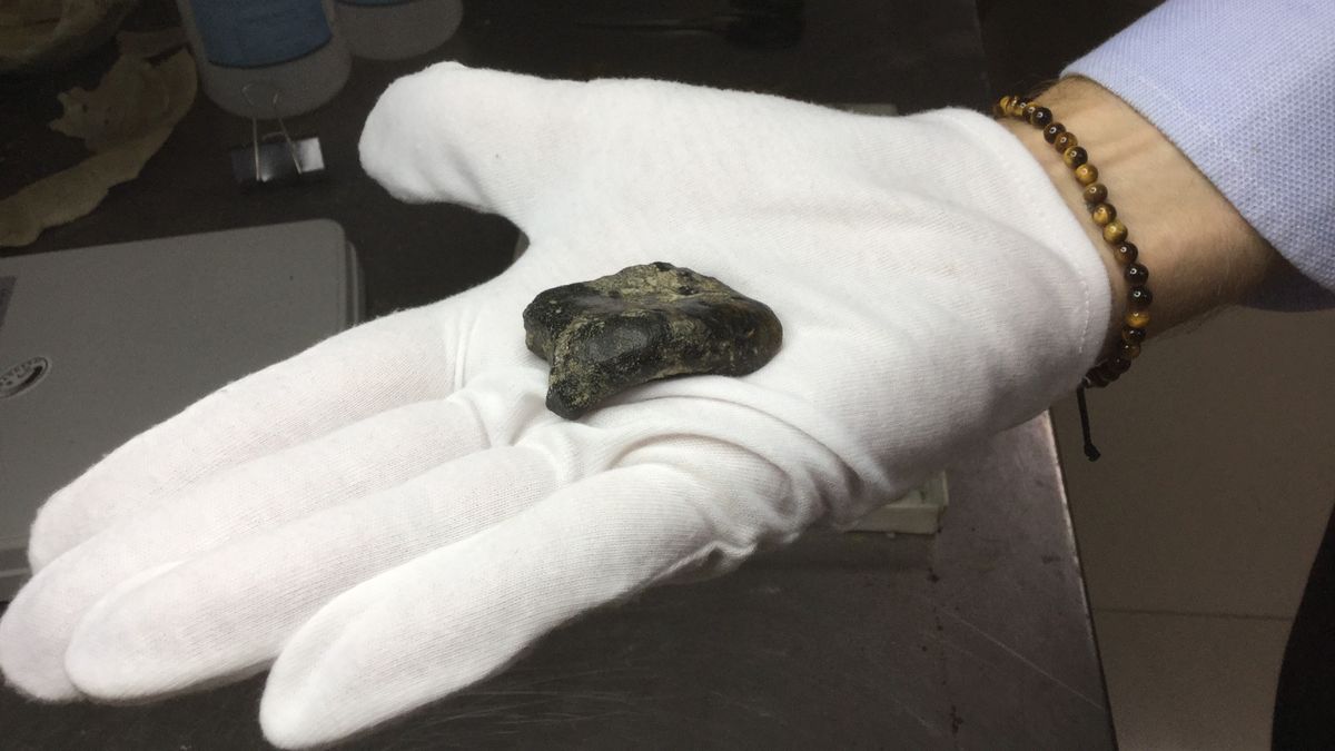 140,000-year-old Homo erectus bones discovered on 'drowned land' in Indonesia