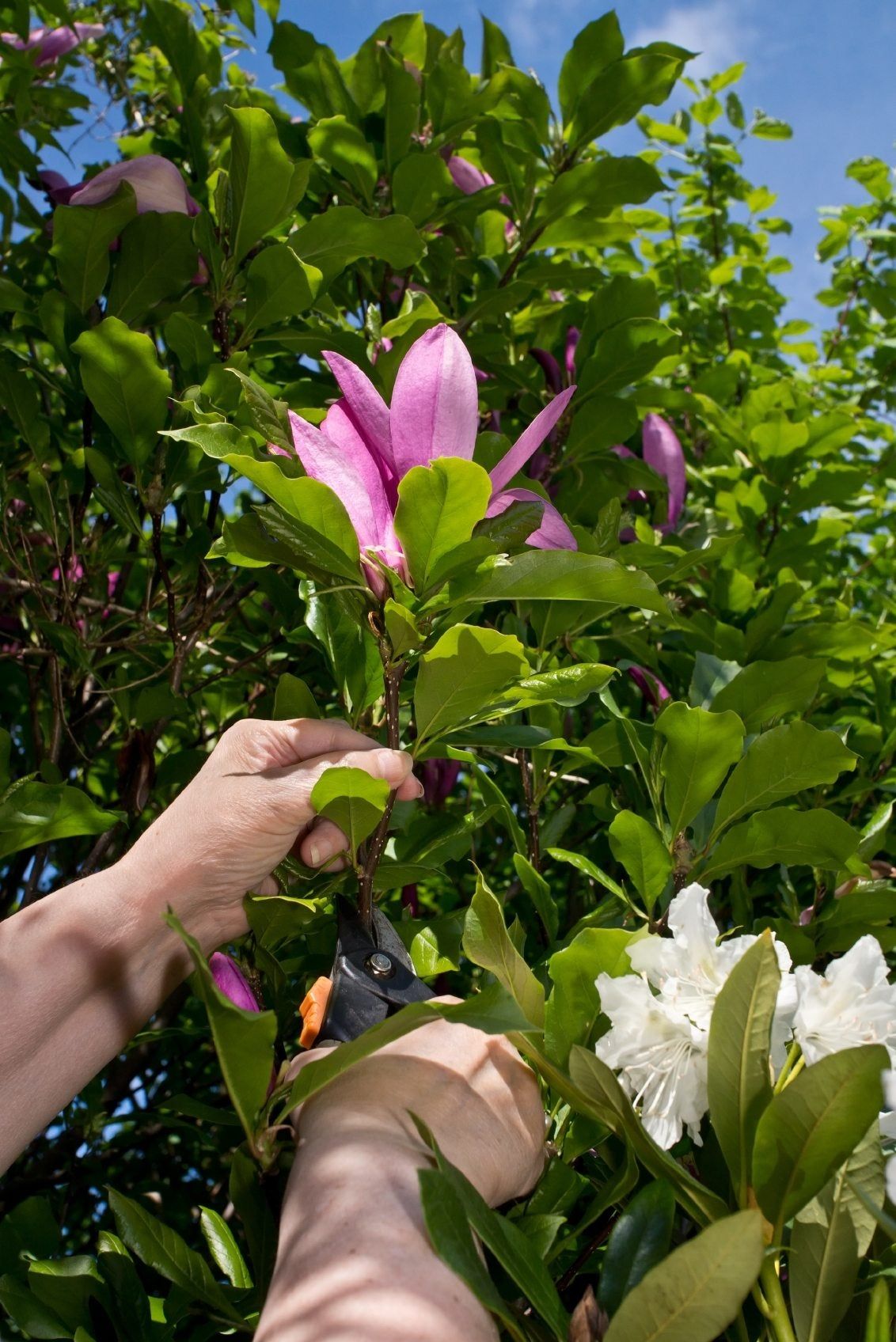 Trimming Of Magnolia Tree