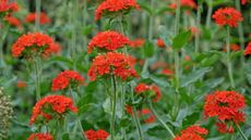 Bright red blooms of Silene chalcedonica plants in flower