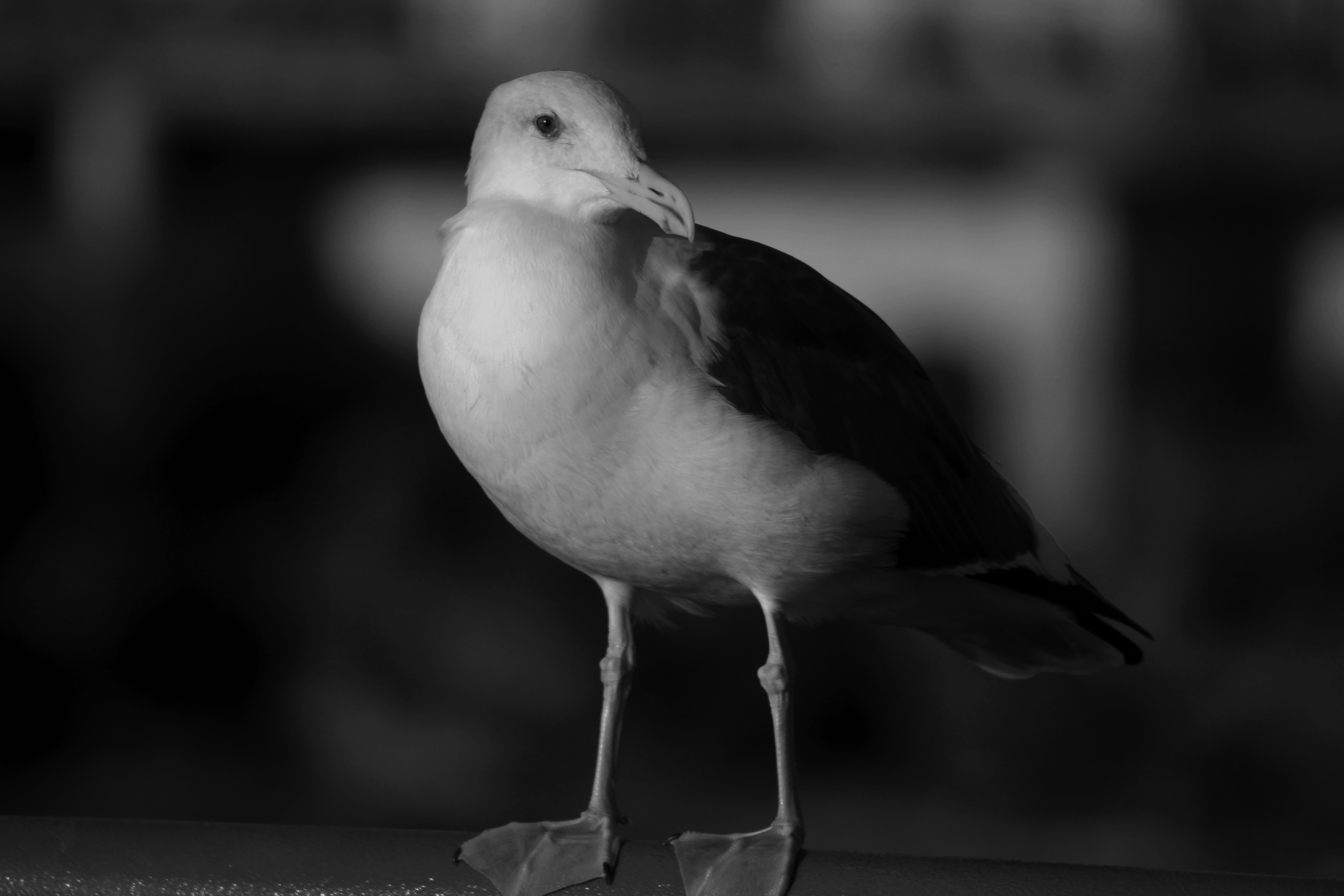 GuruShots - Powerful Black & White Jan 26