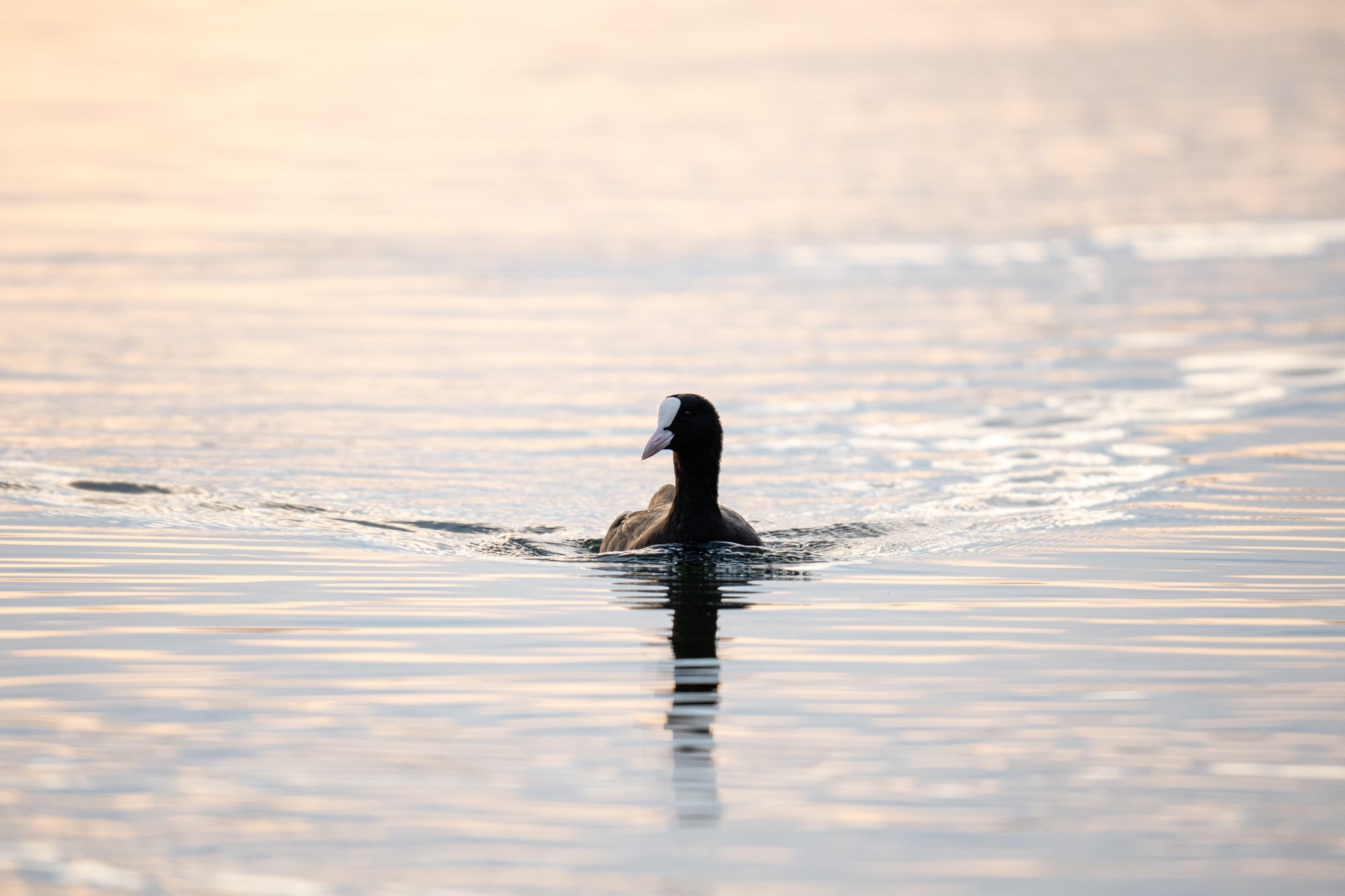 Photo of a coot taken with the Nikkor Z 180-600mm f/5.6-6.3 VR