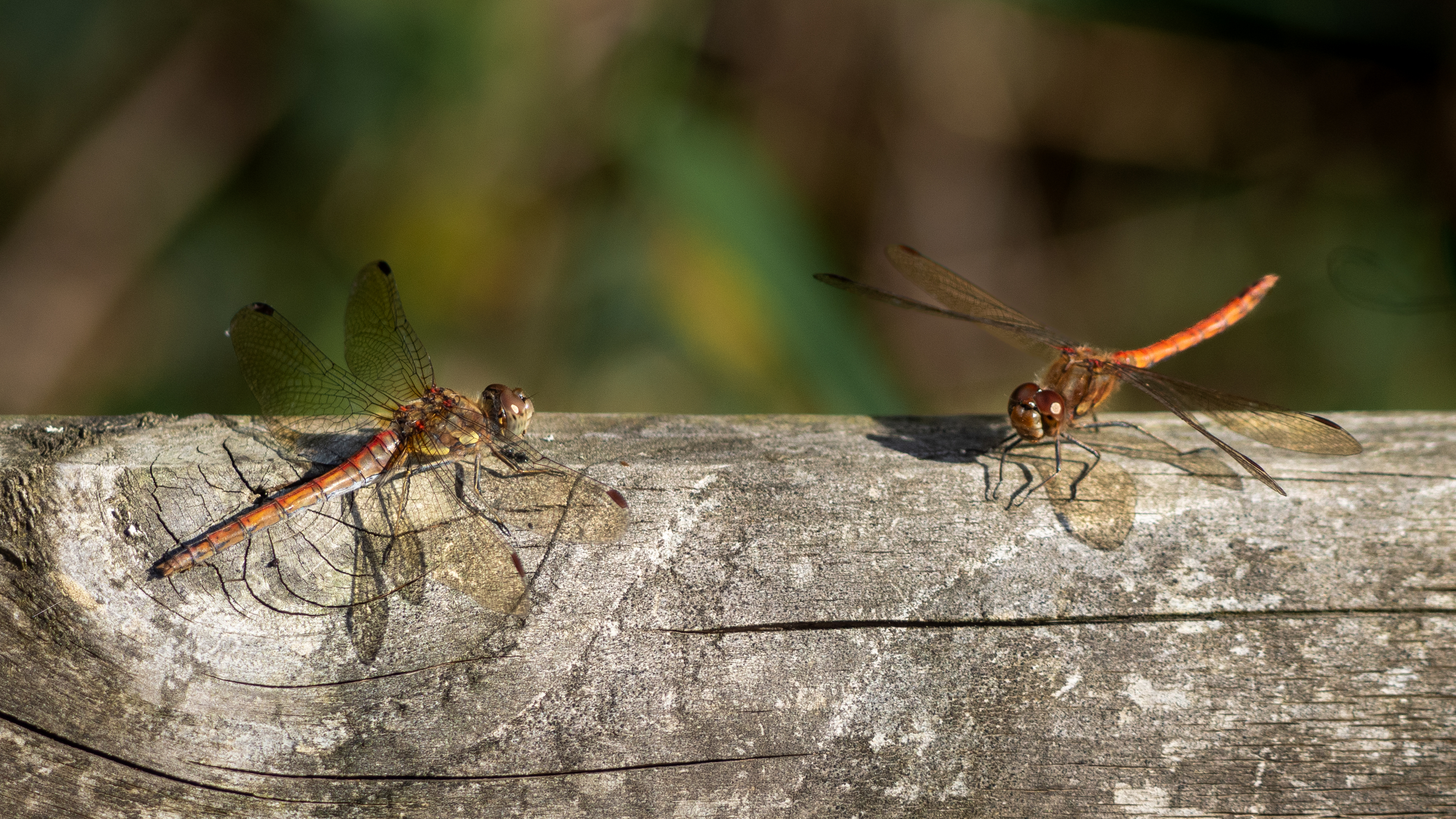 dragonfly on a fence