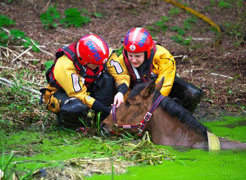 swamp rescue