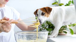 Dog looking at cake batter pouring into bowl from whisk