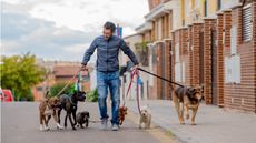 Professional dog walker walks multiple dogs on a city sidewalk. 