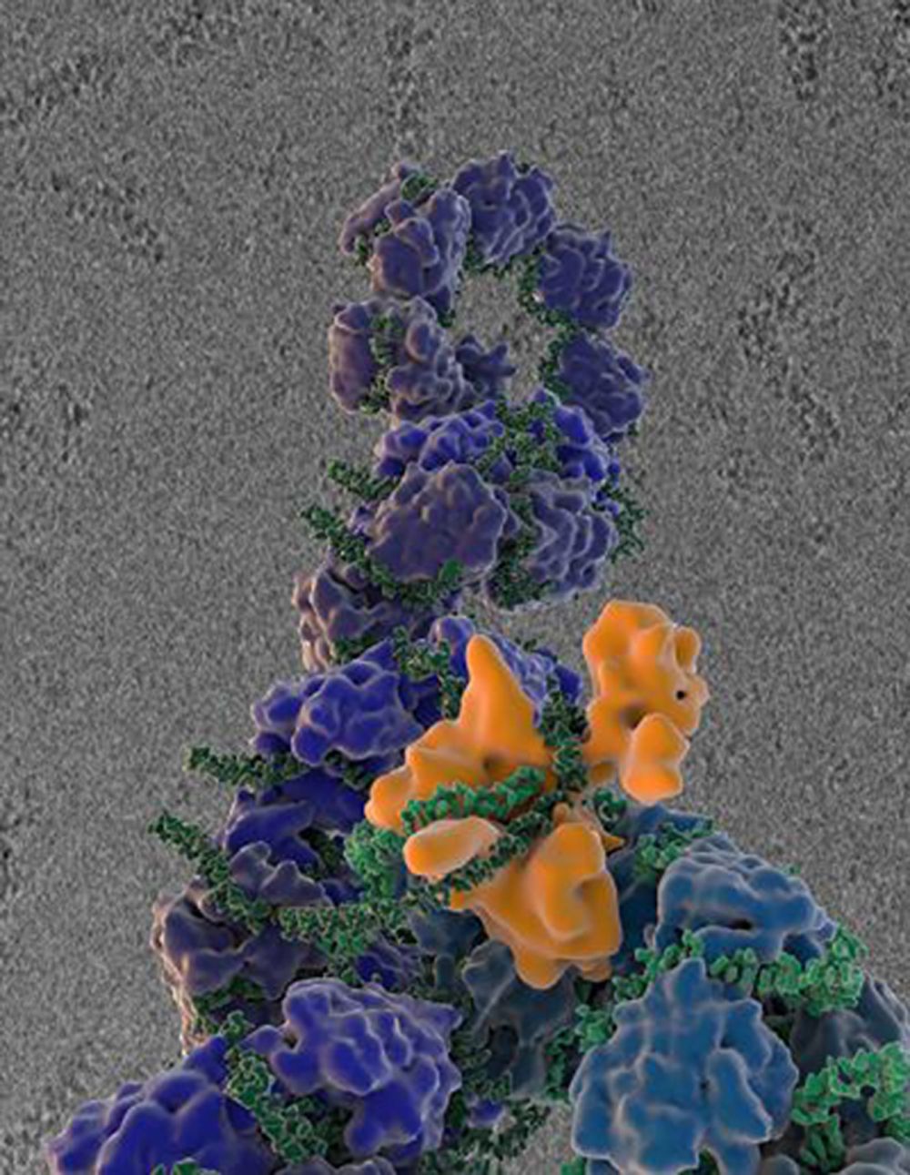A microscopic image of flu virus proteins as the virus's genetic material is being copies; the components are shown in green, orange and blue