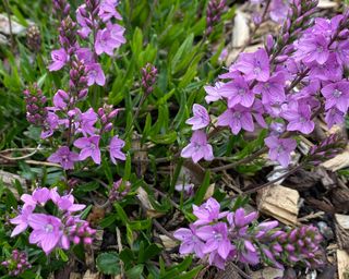 Veronica Prostrata ‘Lilac Time’ alpine plants in bloom