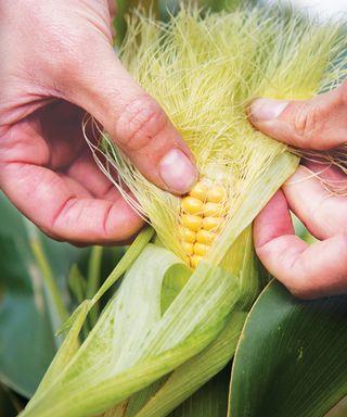 how to grow sweet corn: harvesting sweet corn when kernels are ripe