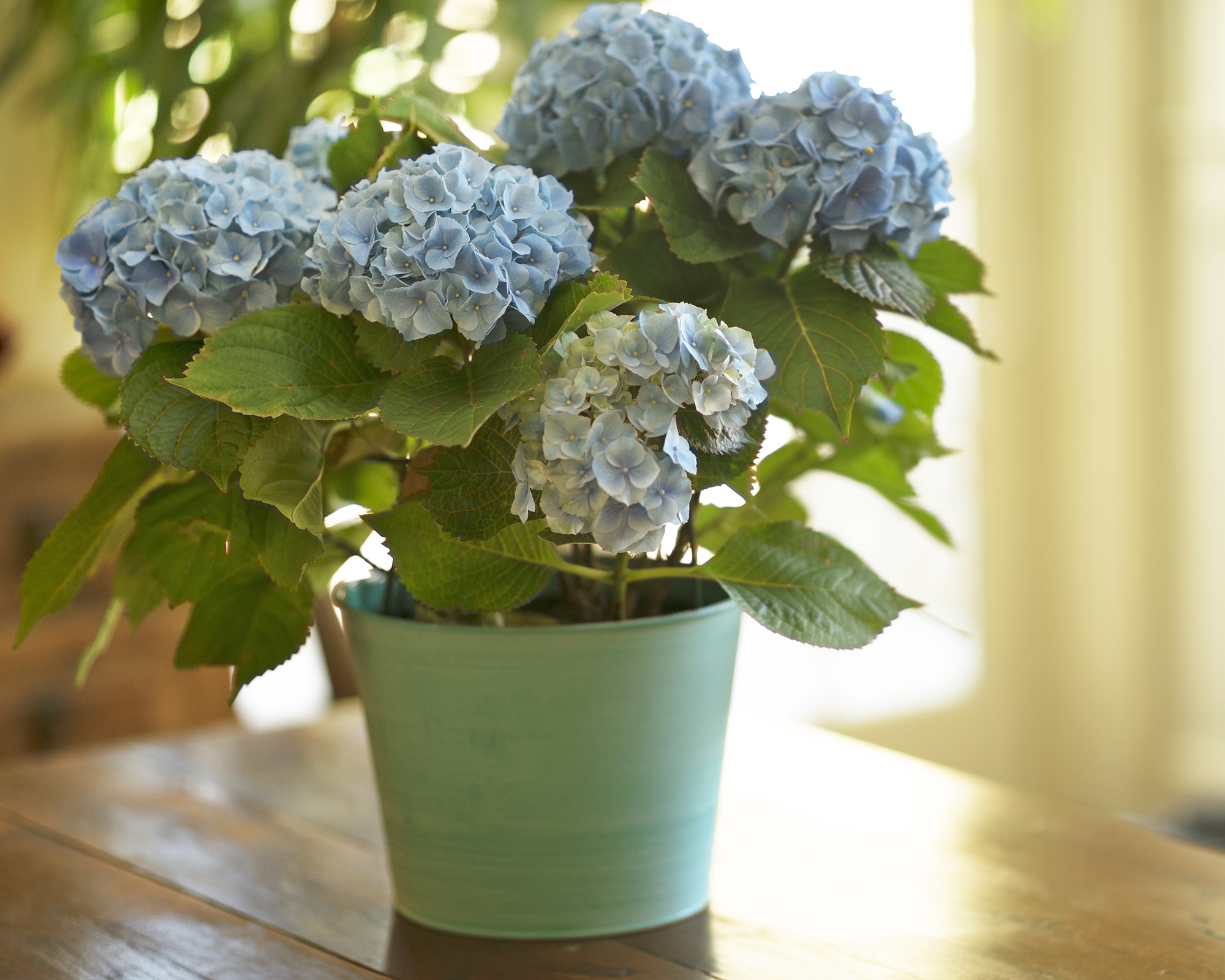 Potted hydrangea with blue flowers on table indoors