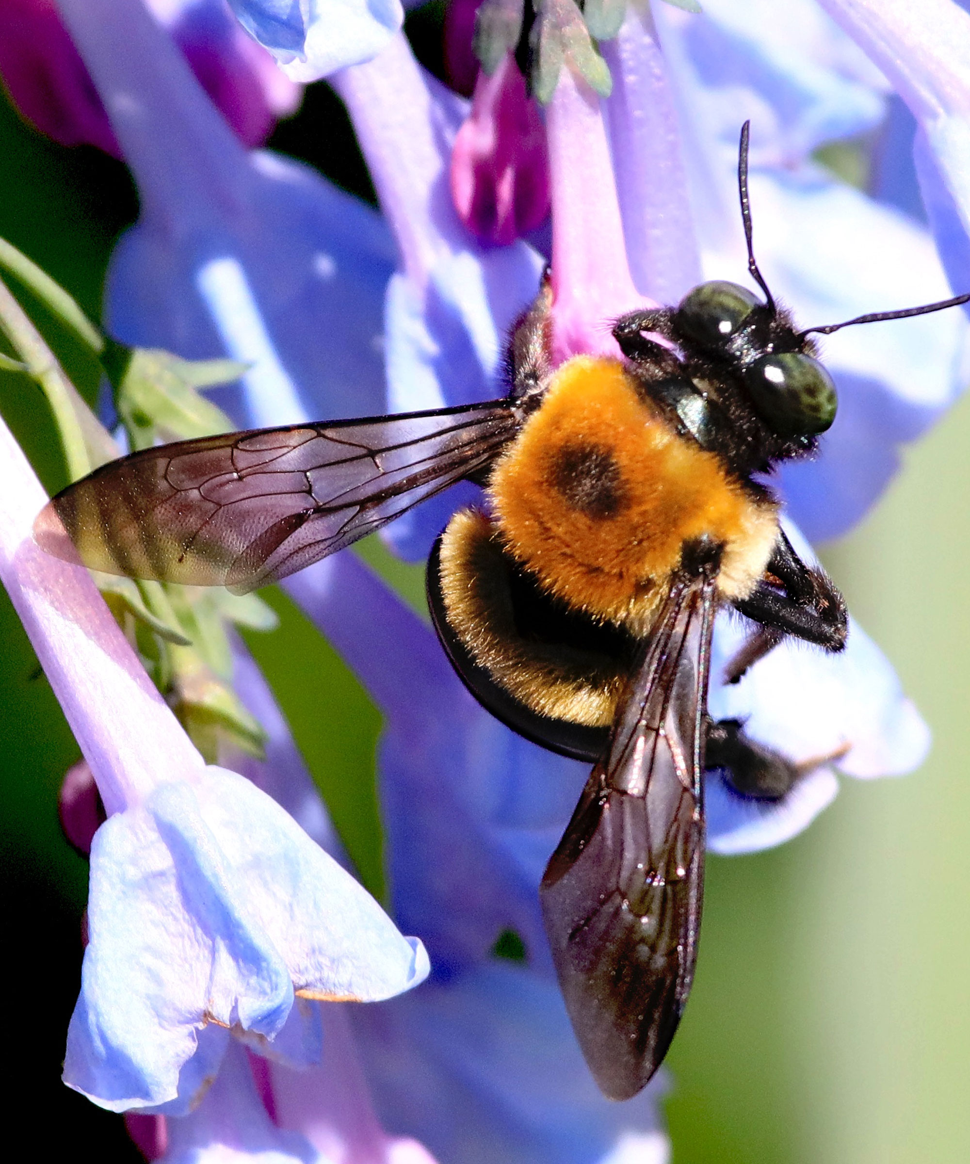 Virginia bluebell with carpenter bee feeding on flowers