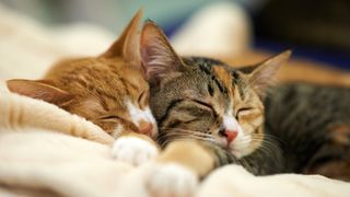 Two cats sleeping together and cuddled up