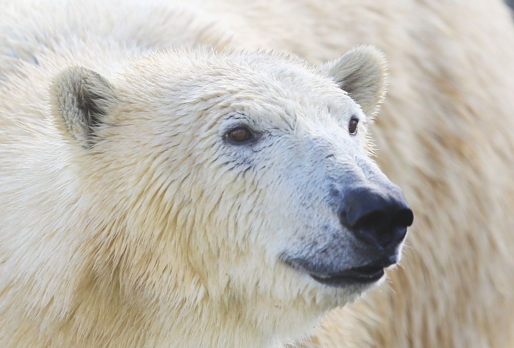 A polar bear.