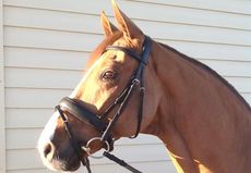 Tradtional-D-Snaffle.jpg