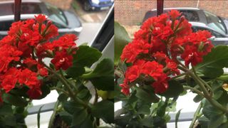 An example of photography on the iPhone SE (left) and the Apple iPod Touch 7 (right)