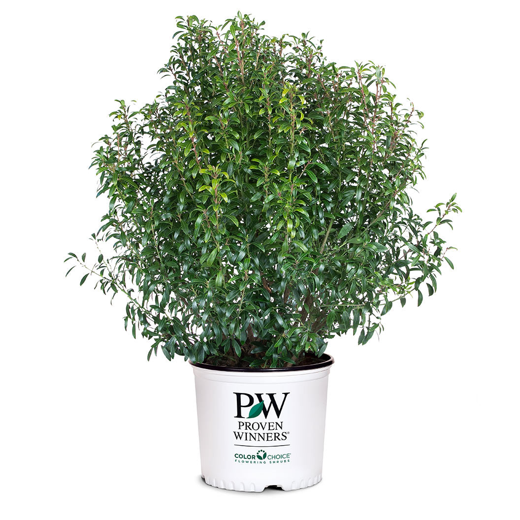 Proven Winners&amp;reg; Gem Box&amp;reg; Holly Shrub