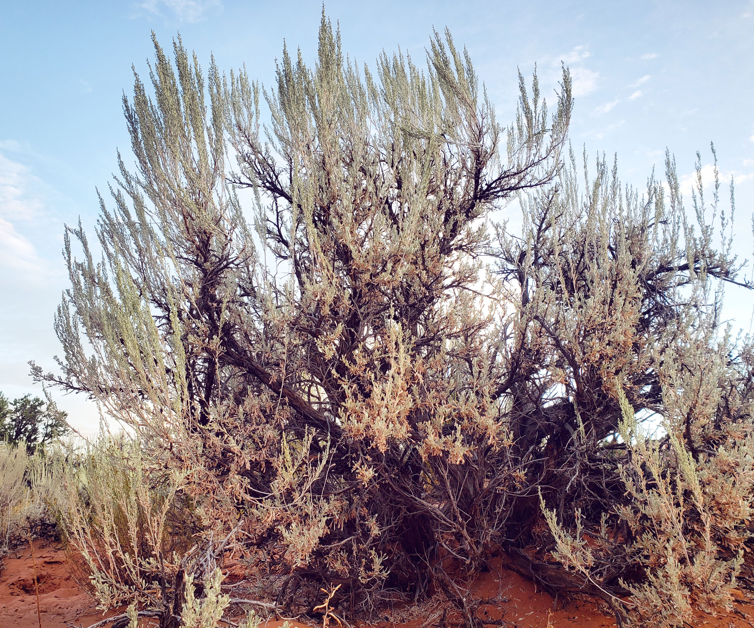sagebrush shrub in desert landscape