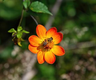 Bee on a single dahlia flower