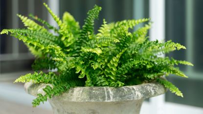 Boston fern in stone container outside