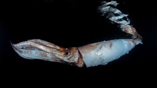 The giant squid swims just under the surface with its tentacles together. Most of its red skin has peeled away, leaving white behind.