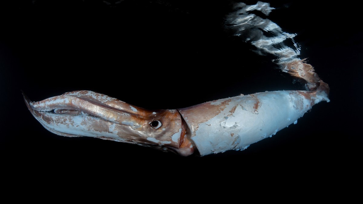 The giant squid swims just under the surface with its tentacles together. Most of its red skin has peeled away, leaving white behind.