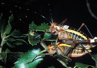 Two green crickets, Poecilimon laevissimus, mating.