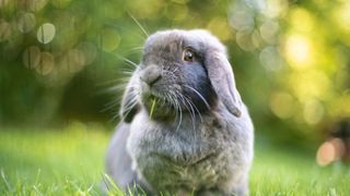 Grey rabbit eating grass