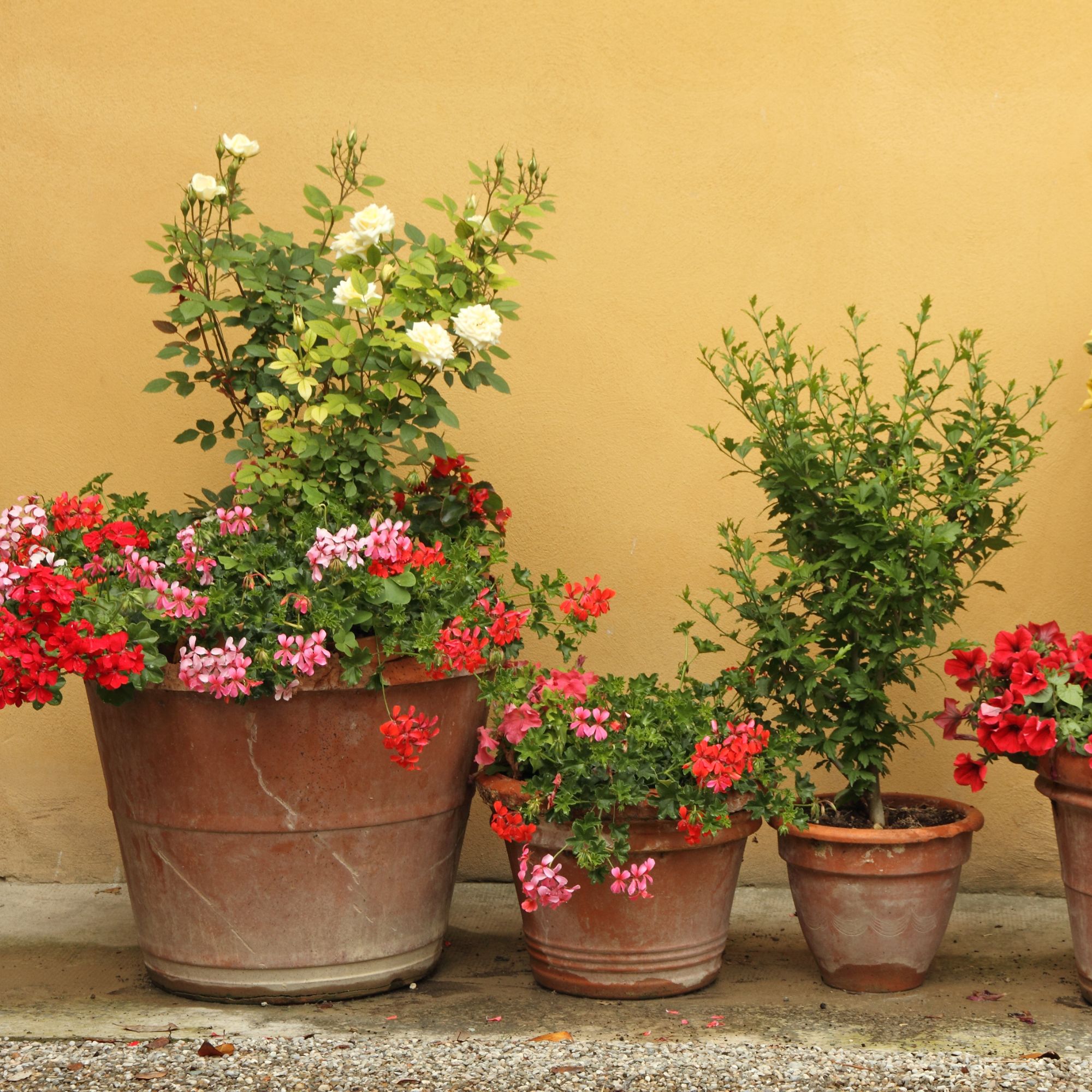 Mediterranean style garden