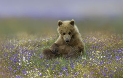 A brown bear cub sitting in wildflowers in Alaska.