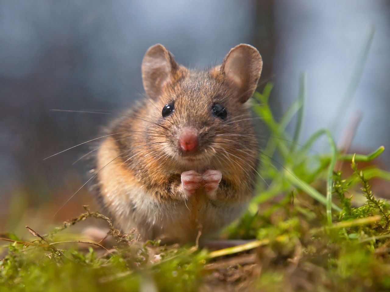 mouse greenhouse