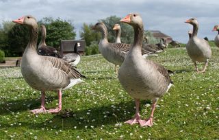 Geese Perching On Grassy Field