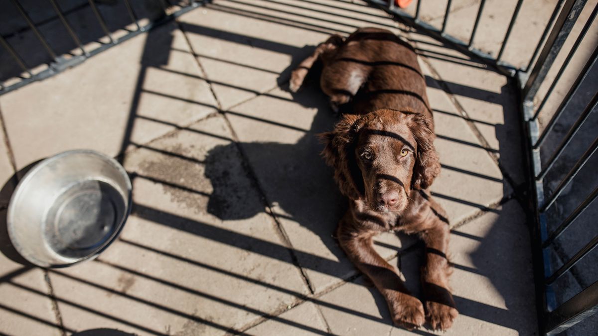 Dog chilling outside in one of the best dog playpens