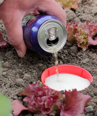 Making a beer trap to kill slugs and snails
