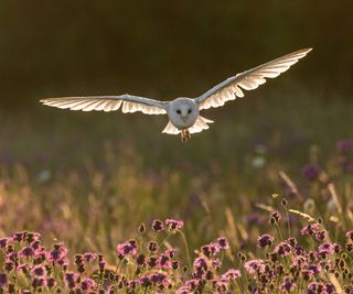 A barn owl in flight over a flower field