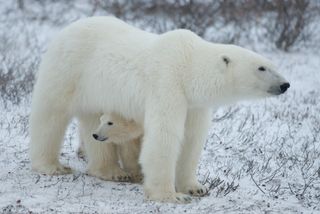 International polar bear day.