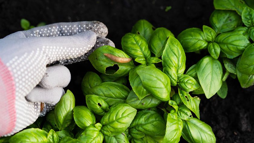 Slug eating its way through a basil leaf