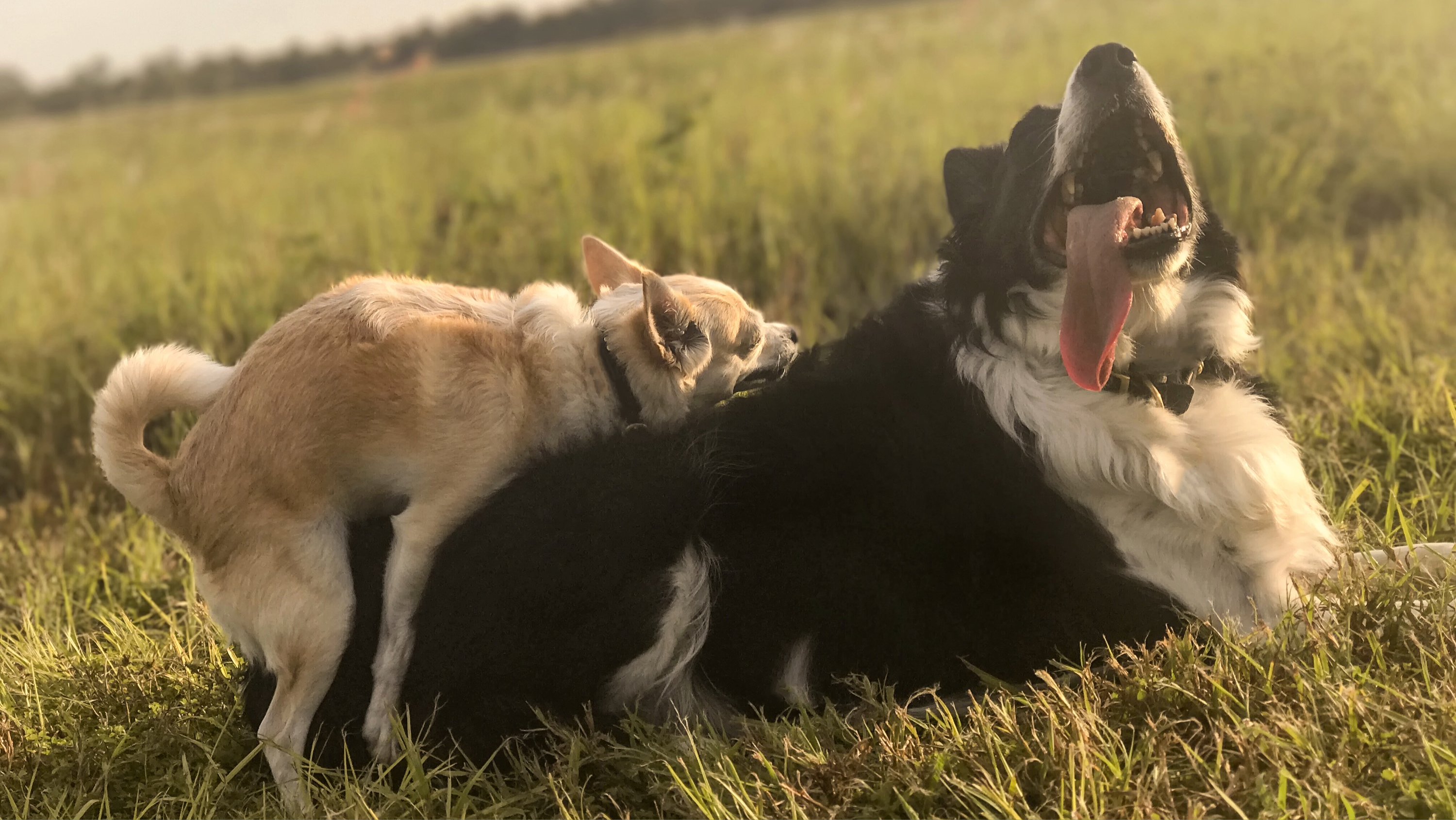 Chihuahua humping border collie