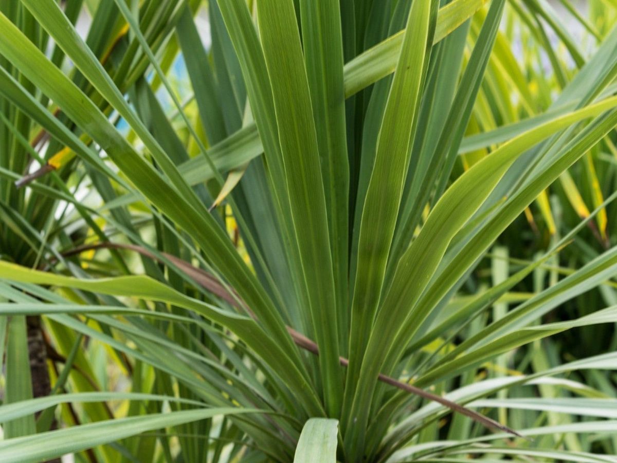 Grow Cordyline Indivisa Indoors Indoor Mountain Cabbage Trees