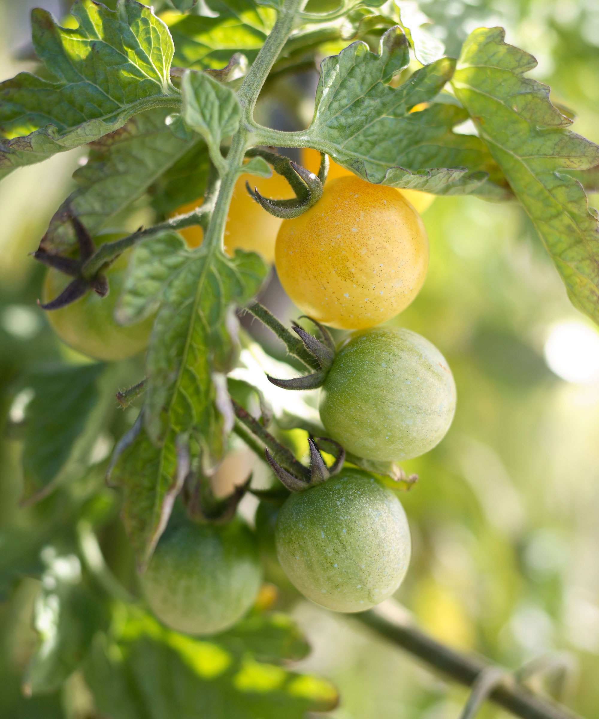 Less is More: How to Successfully Prune Tomatoes | Espoma
