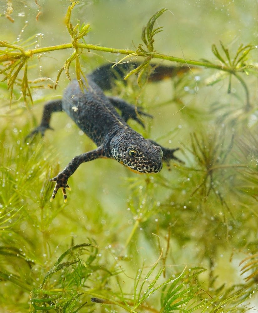 Alpine newt in water