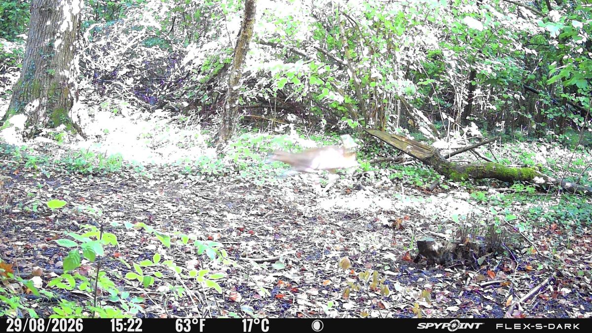 Daylight sample images from the Spypoint FLEX-S-Dark trail camera