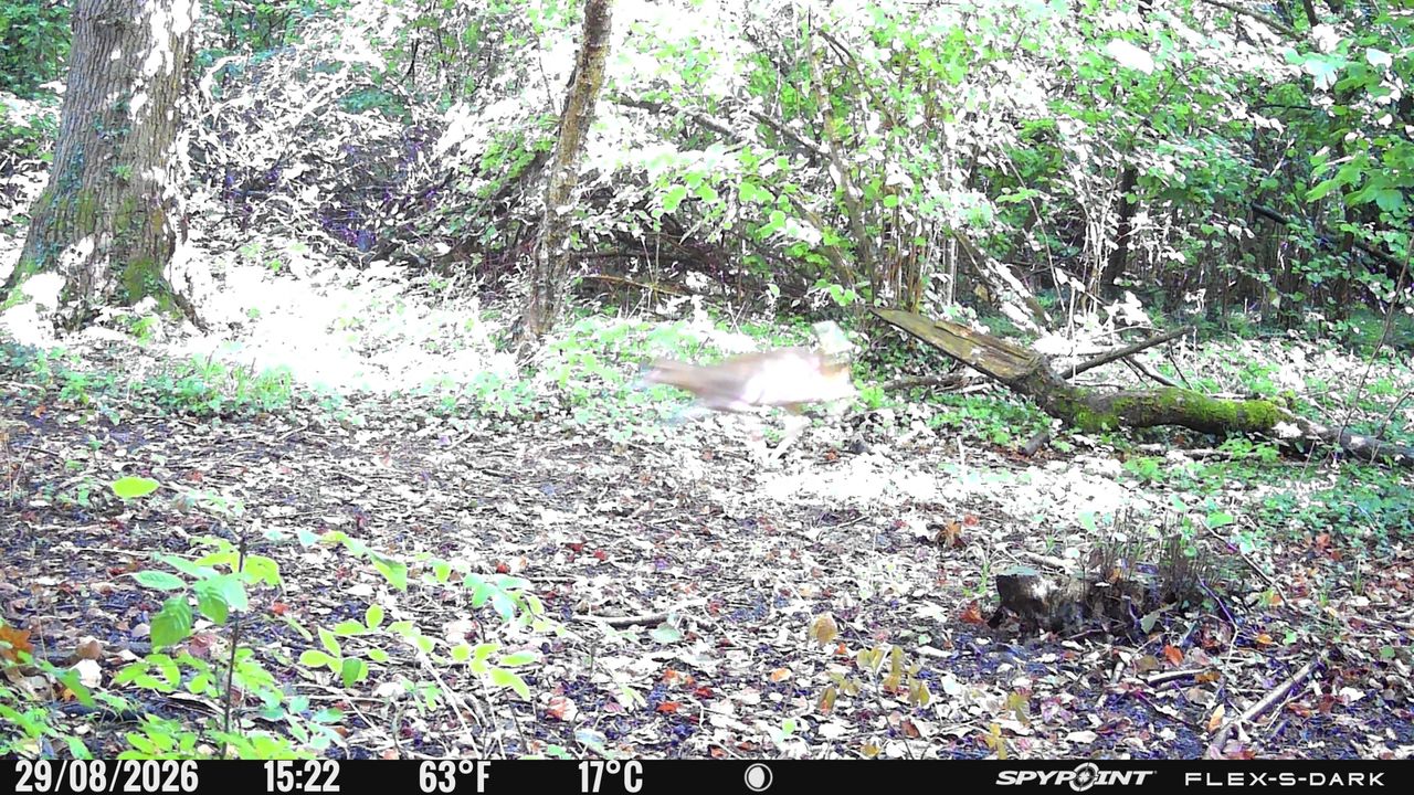 Daylight sample images from the Spypoint FLEX-S-Dark trail camera