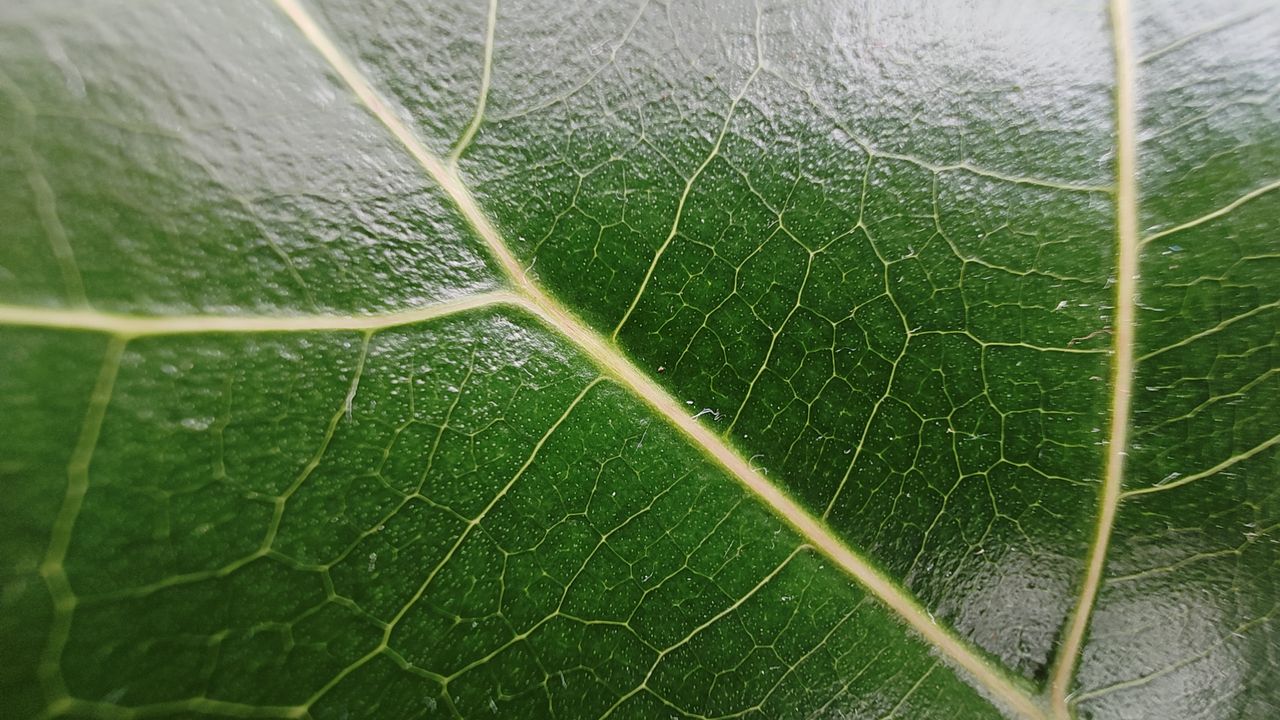 Motorola Edge 40 Pro review camera samples