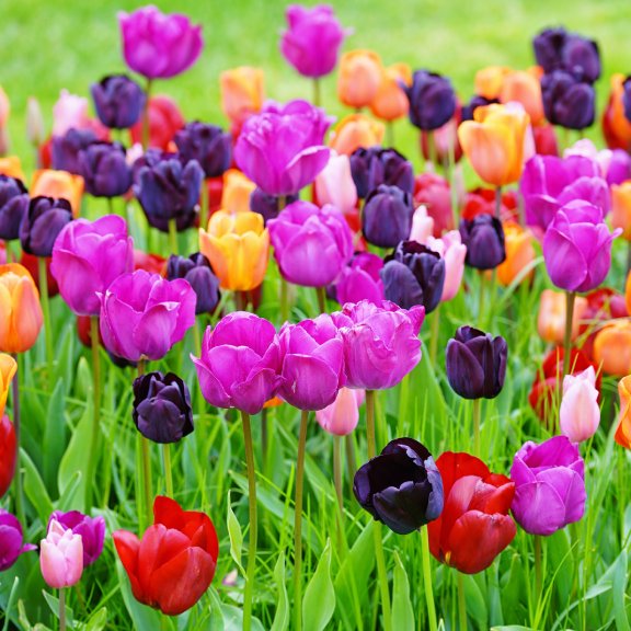 Easy Tips and Tricks: How to Care for Tulips