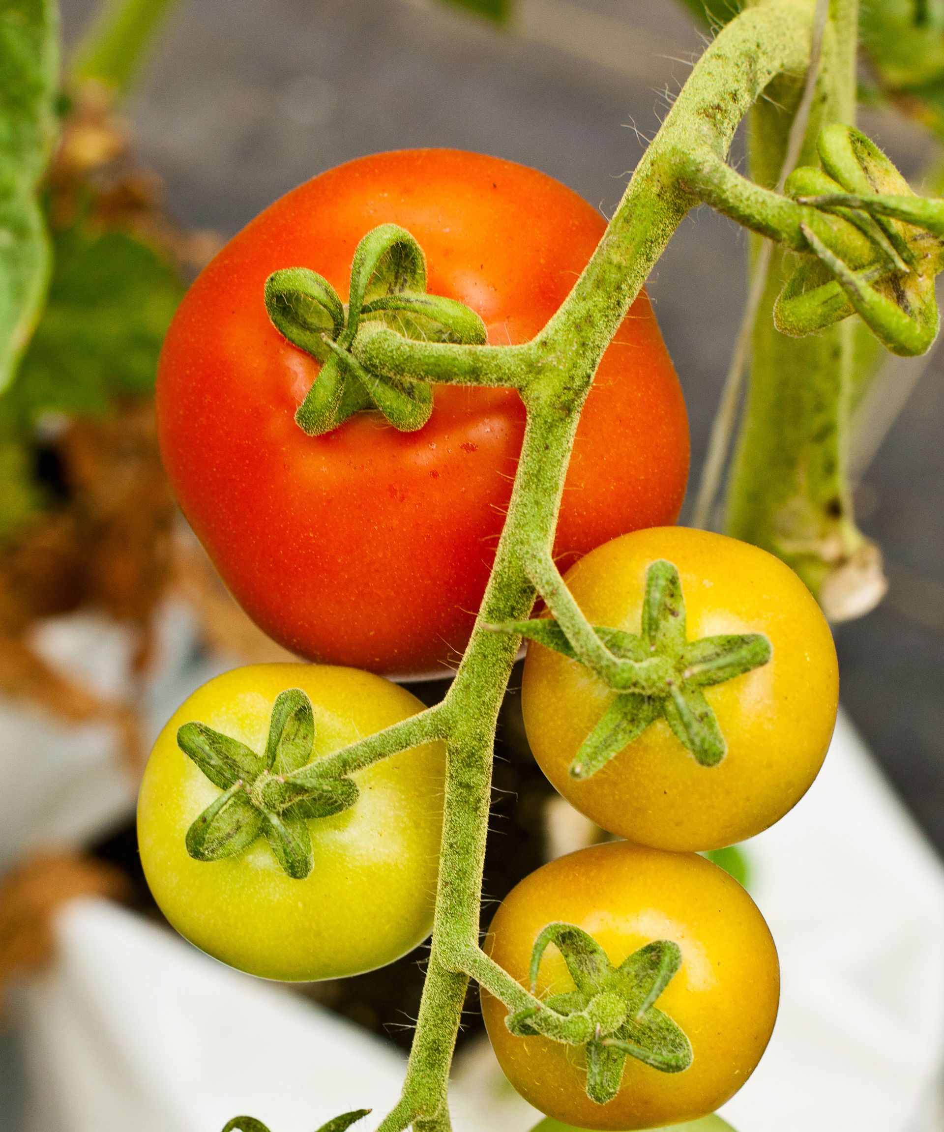 How to grow plants in water – cultivate all year round with these simple techniques 6 tomatoes growing hydroponically